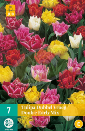 LUKOVICE TULIPA-LALE
